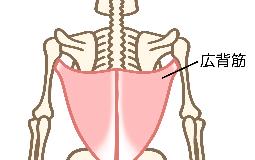 「広背筋」とは？